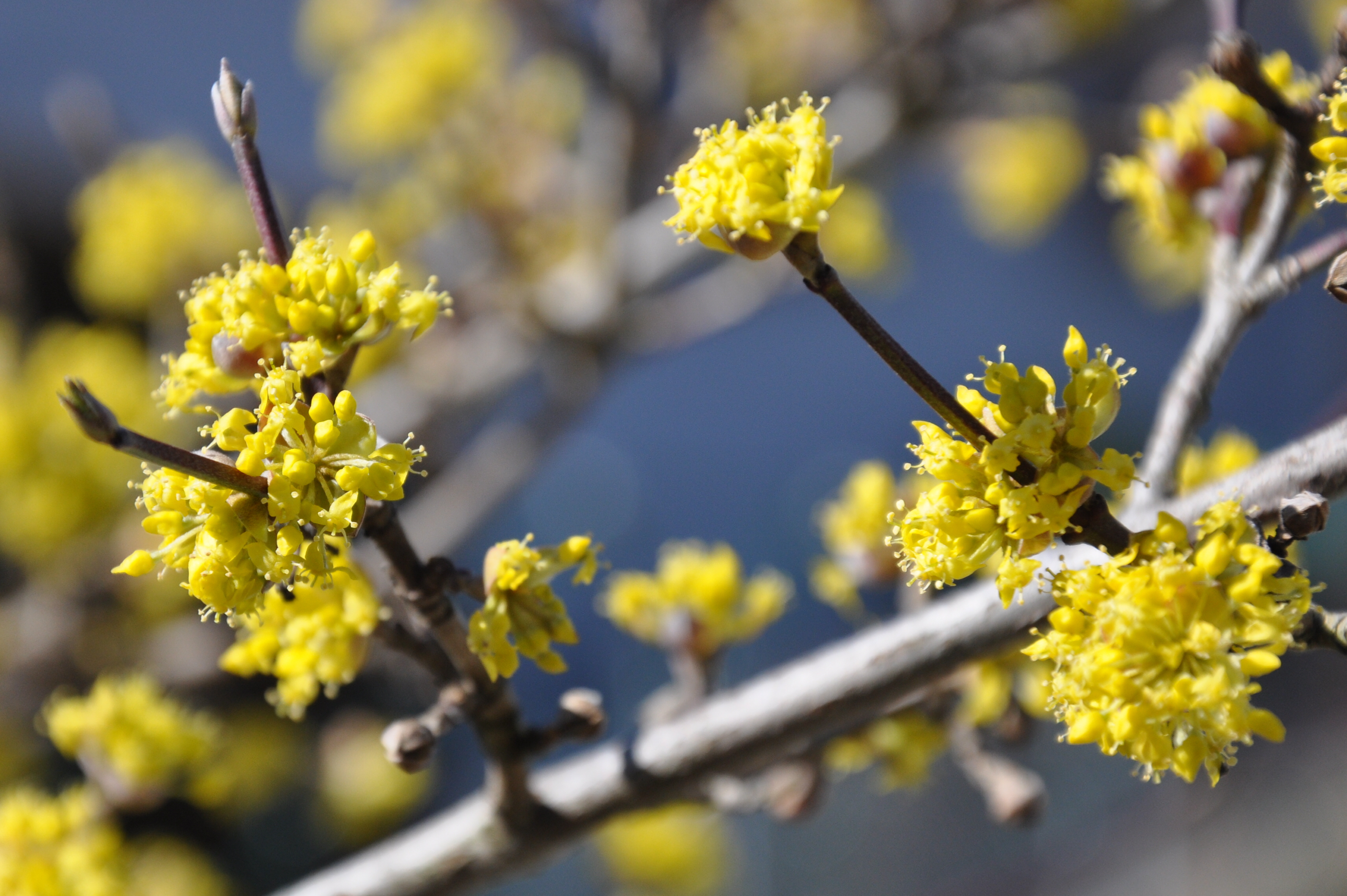Cornus mas L.